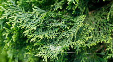 Lebensbaum Thuja Brabant kaufen - Premium Qualität bis 3 Meter