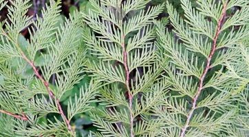 Lebensbaum Thuja plicata Martin günstig kaufen | Gardline