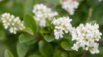 Wintergrüner Liguster (Ligustrum)