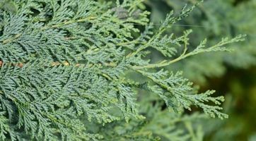 Blaue Scheinzypresse Heckenpflanze kaufen | Gardline