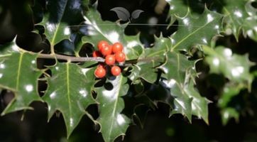 Stechpalme (Ilex)