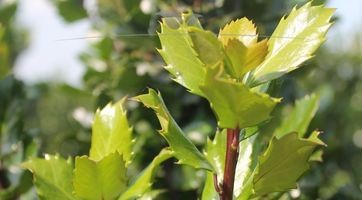 Ilex Blue Prince (Stechpalme) kaufen | Gardline Baumschulen