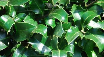 Ilex meserveae Heckenpracht (Stechpalme) kaufen | Gardline