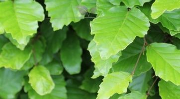 Rotbuchenhecke kaufen (Fagus sylvatica) | Gardline