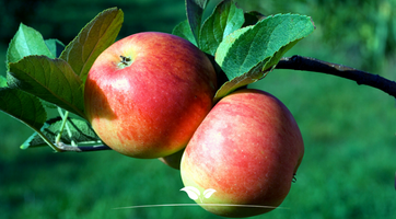Obstbäume für Ihren Garten | Obstbäume kaufen bei Gardline