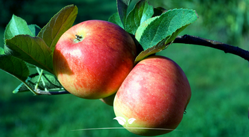 Obstbaüme kaufen | Gardline