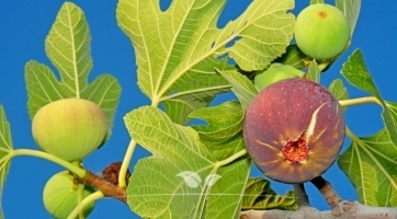 Feigenbaum online kaufen | Süße Früchte für Ihren Garten