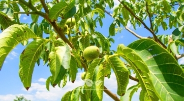 Walnussbäume kaufen | Spitzenqualität bei Gardline