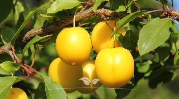 Pflaumenbäume kaufen | Spitzenqualität bei Gardline