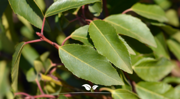 Portugiesischer Kirschlorbeer kaufen (Prunus lusitanica) | Gardline
