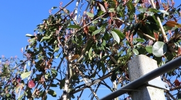 Glanzmispel Spalier kaufen | Spitzenqualität bei Gardline