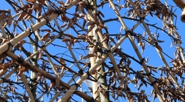 Hainbuche Spalier kaufen | Spitzenqualität bei Gardline