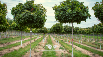 Kaufen Sie einen Kugelbaum für Ihren Garten | Gardline