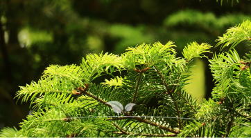Nicht-Fruchtende Bechereibe Taxus media Hillii kaufen | Gardline