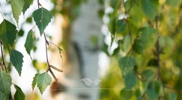 Birken kaufen | Starke und langlebige Bäume für Ihren Garten