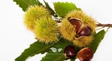 Kastanienbaum kaufen | Robuste Bäume für einen grünen Garten