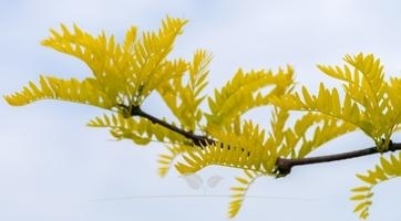 Lederhülsenbaum kaufen | Spitzenqualität bei Gardline