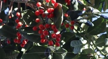Ilex Baum kaufen | Robuster, immergrüner Alleebaum