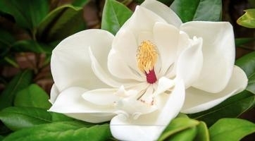 Magnolienbaum