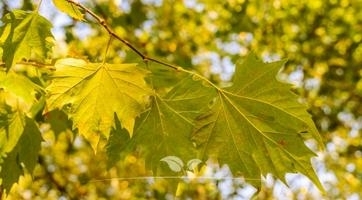 Platanen kaufen | Spitzenqualität bei Gardline