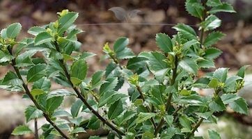 Ilex Heckenfee (Stechpalme) kaufen | Gardline Baumschulen