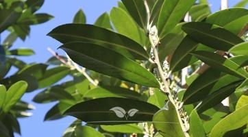 Kirschlorbeer Bäume kaufen | Spitzenqualität bei Gardline