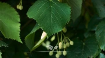 Lindenbaum kaufen | Schöne Blüten und duftende Blumen