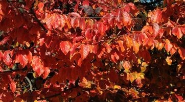 Blutbuchenhecke kaufen | Gardline Baumschulen