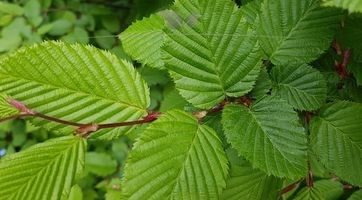 Hainbuche kaufen (Carpinus betulus) | Gardline