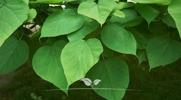 Kugeltrompetenbaum | Kompakter Baum mit großen Blättern