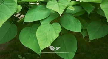 Trompetenbäume Kugelbäume | Spitzenqualität bei Gardline