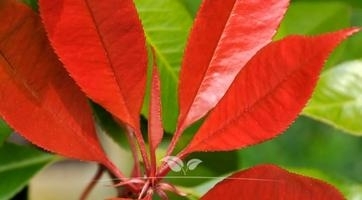 Kugel-Glanzmispel | Kompakter Baum und schöne rote Blätter