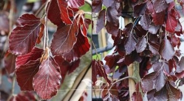 Hängebuche kaufen | Spitzenqualität bei Gardline