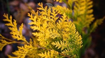 Thuja Yellow Ribbon