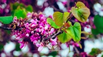 Mehrstämmigen Judasbaum kaufen | Schöne lila Blüten