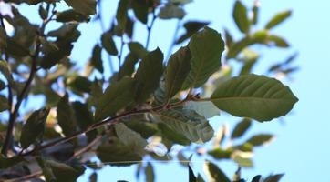 Eiche Bäume mehrstämmig | Spitzenqualität bei Gardline