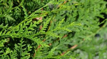 Thuja plicata Atrovirens