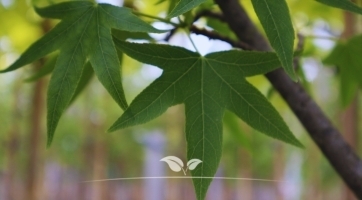 Dach-Amberbaum