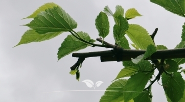 Dach-Maulbeerbaum