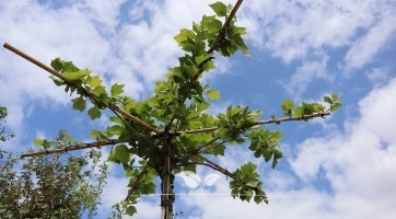 Dachplatane kaufen | Spitzenqualität bei Gardline