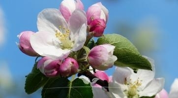 Zieräpfel kaufen | Spitzenqualität bei Gardline
