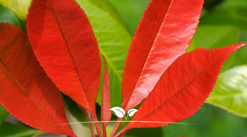 Glanzmispel (Photinia)