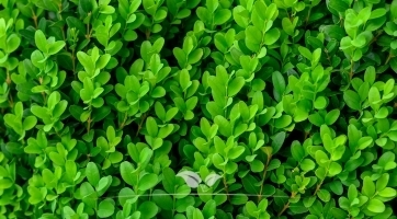 Buchsbaum (Buxus)