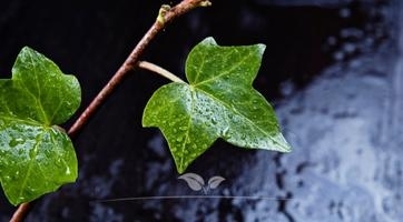 Efeu (Hedera)