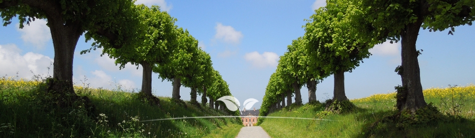 Bomen kopen | Laanbomen | Gardline