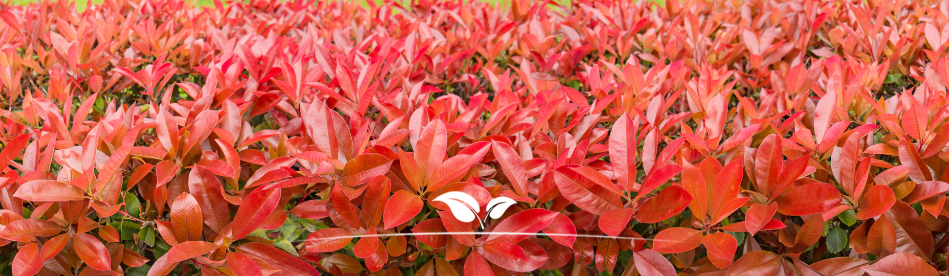 Photinia 'Red Robin' Hecke | Gardline