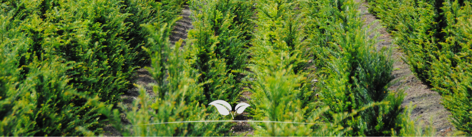 Venijnboom kopen | Gardline