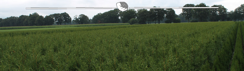 Haagplanten kweken op de boomkwekerij | Gardline