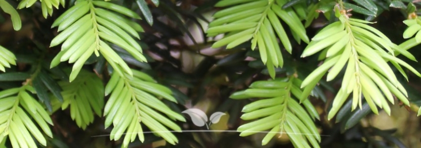 Taxus baccata