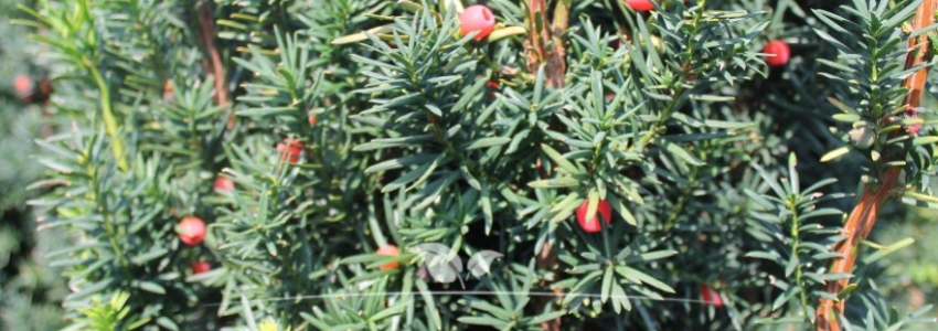 Taxus media Hicksii